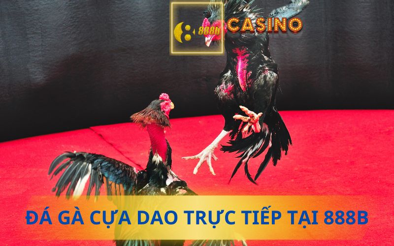 ĐÁ GÀ CỰA DAO TRỰC TIẾP TẠI 888B